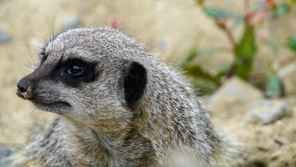 Extreme close-up and headshot of a cute little meerkat in a zoo enclosure at Folly Farm in Pembrokeshire Wales, One of a series of animal image is signed off for creative and commercial use