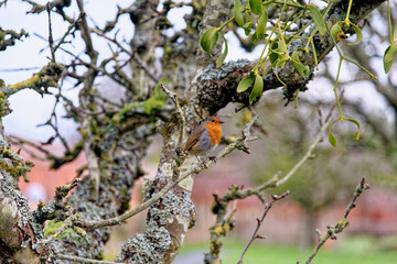 Croft Castle and Garden - Herefordshire