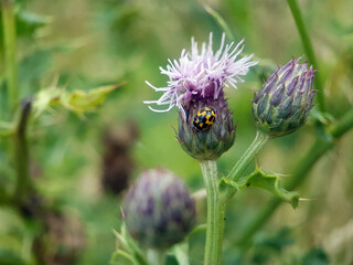 Ladybird on flower leaf garden