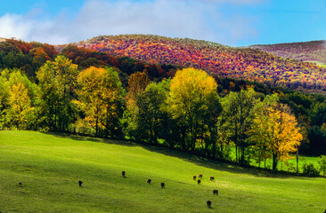 Fototapeta premium Fall foliage in Vermont hillside pasture with grazing cattle