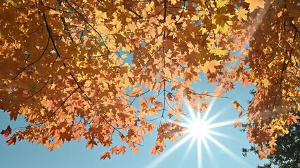Awesome fall foliage on the top of trees in Concord, Massachusetts, USA with the sun coming through the leaves.