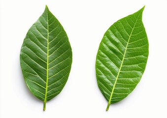 Obraz premium Green Cocoa Leaves on a White Background. Fresh Cocoa Tree Leaves