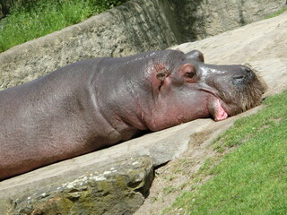 hippopotamus resting in the water