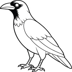 a crow isolated on white background, vector art design