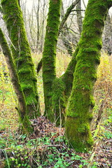 Omszone drzewa przy brzegu Wisły. © grzegorz