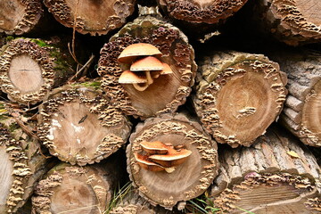 Grzyby na pniach. Grzyby nadrzewne. © grzegorz