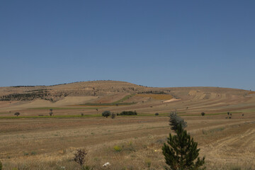 Fototapeta premium yellow grass in the countryside, steppe view