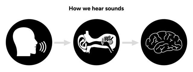 Obraz premium How we hear sounds Ear and brain Interaction