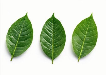 Obraz premium Fresh Green Cocoa Leaves on a White Background. Tropical Cocoa Leaves