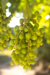 bunch of grapes on a branch