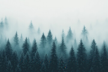 Foggy pine forest with dense mist creating a mystical and tranquil atmosphere