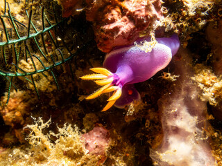 A close-up picture of a Hypselodoris apolegma nudibranch crawling on soft corals in Puerto Galera, Philippines. This is the center of the coral triangle with an outstanding biodiversity