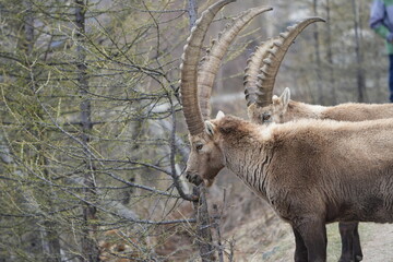 close up of a male steinbock in pontresina, graubuenden, ibex portrait close up - herd of ibexes in...