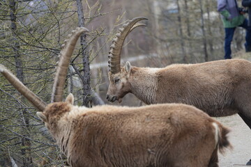 close up of a male steinbock in pontresina, graubuenden, ibex portrait close up - herd of ibexes in...