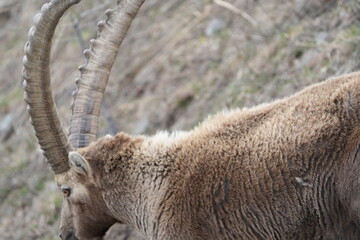 close up of a male steinbock in pontresina, graubuenden, ibex portrait close up - herd of ibexes in...