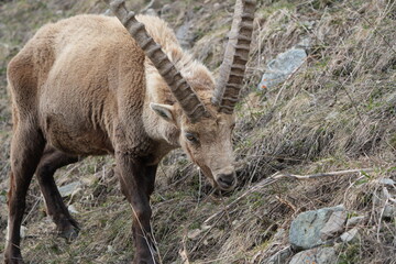 close up of a male steinbock in pontresina, graubuenden, ibex portrait close up - herd of ibexes in grisons, capricorn capra