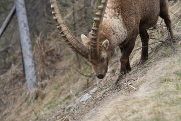 close up of a male steinbock in pontresina, graubuenden, ibex portrait close up - herd of ibexes in...