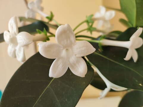 Madagascar stephanotis (Stephanotis floribunda Jacques) white flower