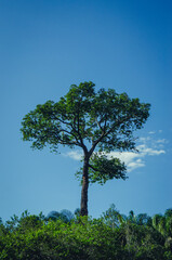 Majestic Amazon: The Heart of Brazil's Rainforest