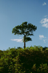 Majestic Amazon: The Heart of Brazil's Rainforest