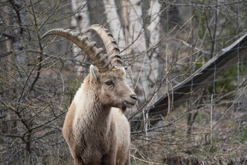 close up of a male steinbock in pontresina, graubuenden, ibex portrait close up - herd of ibexes in...