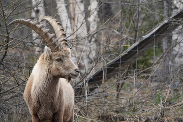 close up of a male steinbock in pontresina, graubuenden, ibex portrait close up - herd of ibexes in...