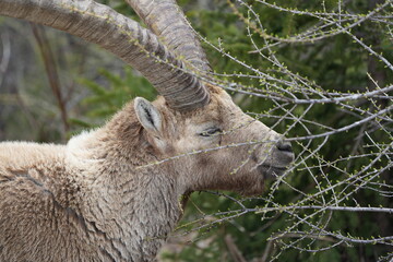 close up of a male steinbock in pontresina, graubuenden, ibex portrait close up - herd of ibexes in...
