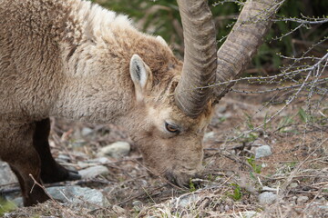 close up of a male steinbock in pontresina, graubuenden, ibex portrait close up - herd of ibexes in grisons, capricorn capra