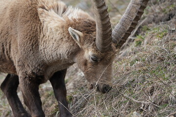 close up of a male steinbock in pontresina, graubuenden, ibex portrait close up - herd of ibexes in grisons, capricorn capra