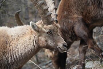 close up of a male steinbock in pontresina, graubuenden, ibex portrait close up - herd of ibexes in grisons, capricorn capra