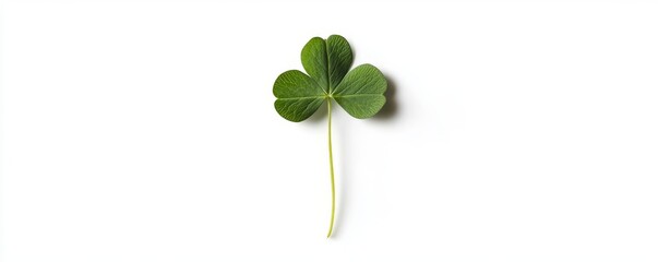 Fresh green clover leaf isolated on white background, symbolizing luck