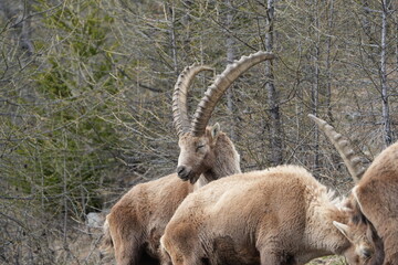 close up of a male steinbock in pontresina, graubuenden, ibex portrait close up - herd of ibexes in grisons, capricorn capra