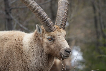 close up of a male steinbock in pontresina, graubuenden, ibex portrait close up - herd of ibexes in grisons, capricorn capra