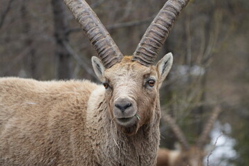 close up of a male steinbock in pontresina, graubuenden, ibex portrait close up - herd of ibexes in...