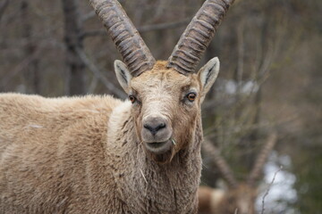 close up of a male steinbock in pontresina, graubuenden, ibex portrait close up - herd of ibexes in grisons, capricorn capra