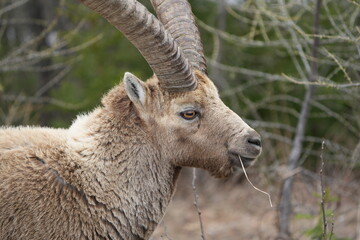 close up of a male steinbock in pontresina, graubuenden, ibex portrait close up - herd of ibexes in grisons, capricorn capra