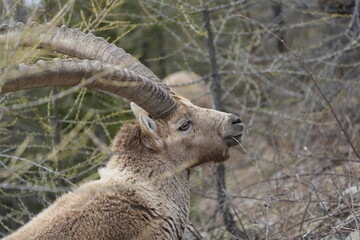 close up of a male steinbock in pontresina, graubuenden, ibex portrait close up - herd of ibexes in grisons, capricorn capra