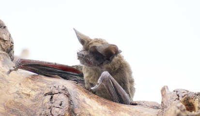 Tadarida brasiliensis - Mexican or Brazilian free tailed bat.  Found deceased on ground.  Isolated on white background close up of face, ears, nose leaf, thumb. Brown color