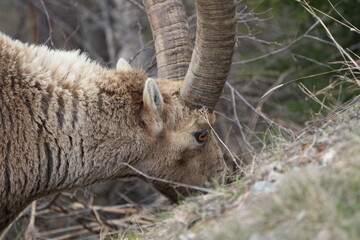 close up of a male steinbock in pontresina, graubuenden, ibex portrait close up - herd of ibexes in grisons, capricorn capra