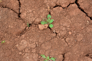 a small green plant is growing in the dry soil top view