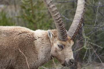 close up of a male steinbock in pontresina, graubuenden, ibex portrait close up - herd of ibexes in grisons, capricorn capra