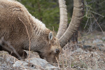 close up of a male steinbock in pontresina, graubuenden, ibex portrait close up - herd of ibexes in grisons, capricorn capra