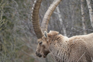 close up of a male steinbock in pontresina, graubuenden, ibex portrait close up - herd of ibexes in grisons, capricorn capra