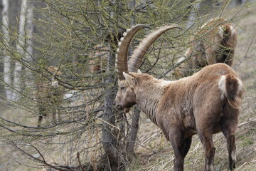 herd of steinbock capricorns grazing in Pontresina, Graubuenden, during summer. Ibex herd.