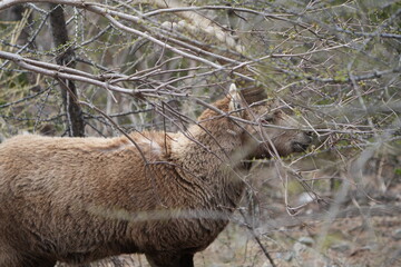 herd of steinbock capricorns grazing in Pontresina, Graubuenden, during summer. Ibex herd.