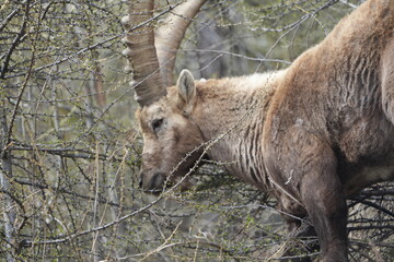 herd of steinbock capricorns grazing in Pontresina, Graubuenden, during summer. Ibex herd.