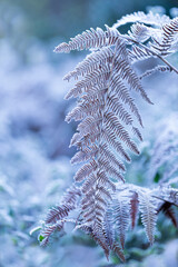 A dried fern leaf is covered with frost and snow. The image transmits serenity and peace. Christmas