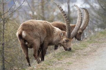 herd of steinbock capricorns grazing in Pontresina, Graubuenden, during summer. Ibex herd.