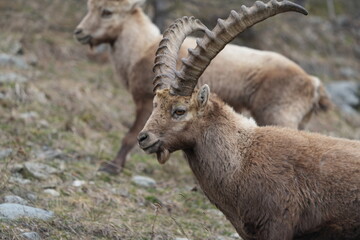 herd of steinbock capricorns grazing in Pontresina, Graubuenden, during summer. Ibex herd.