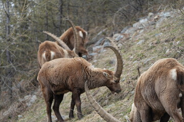 herd of steinbock capricorns grazing in Pontresina, Graubuenden, during summer. Ibex herd.